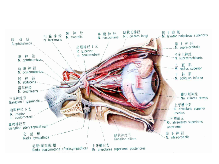 眼眶病(详细介绍“眼眶”)共63张课件.pptx_第3页