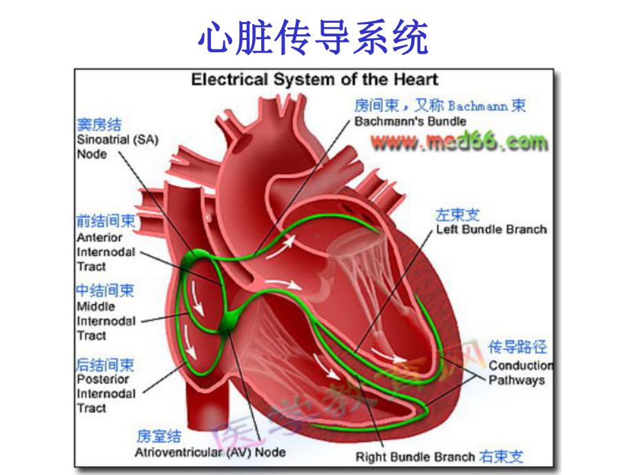 射频消融术的护理课件.ppt_第3页