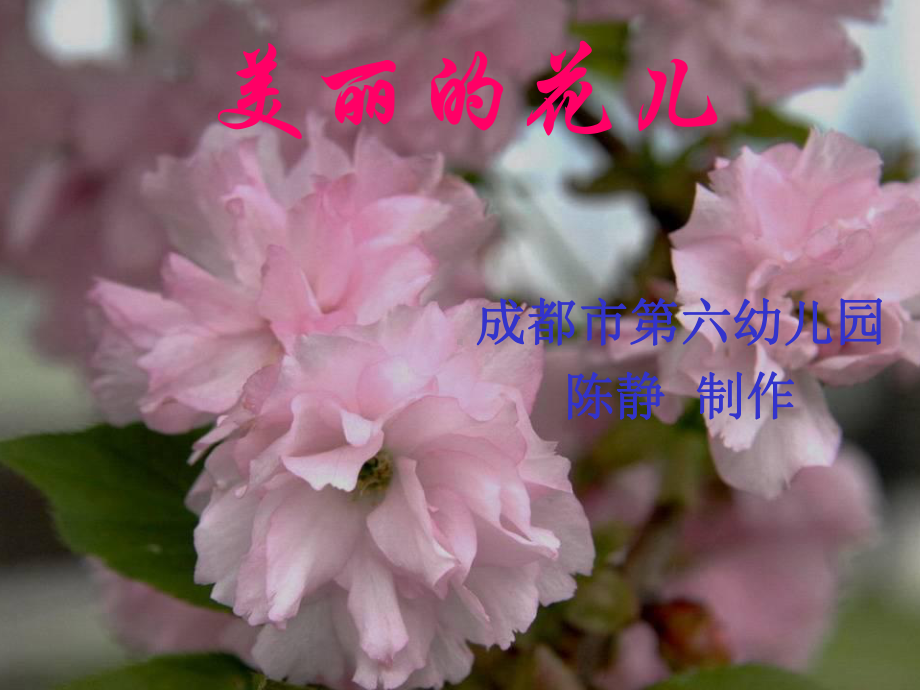 幼儿园教案：美丽的花课件.ppt_第1页