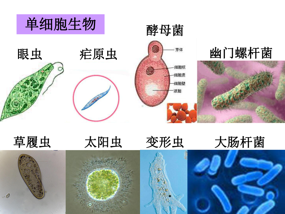 物种的多样性(浙教版七年级上册科学)课件.ppt_第3页