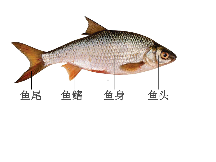 四年级下册美术年年有余浙美版课件4.ppt_第3页