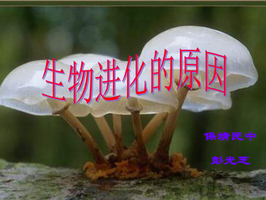 生物进化的原因课件.pptx_第1页