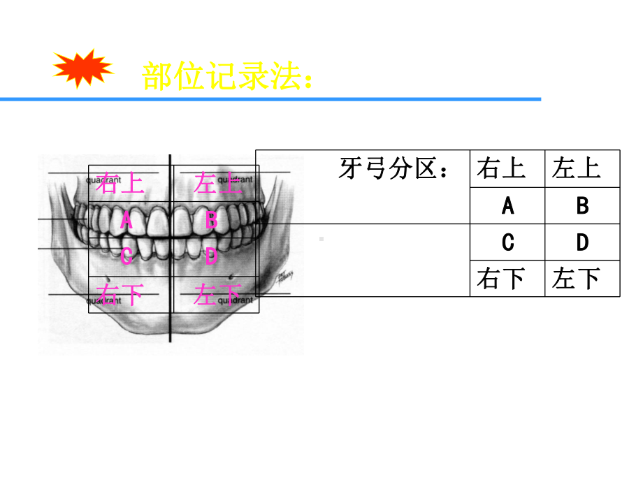 牙的萌出牙体解剖应用名称与解剖标志课件.ppt_第2页