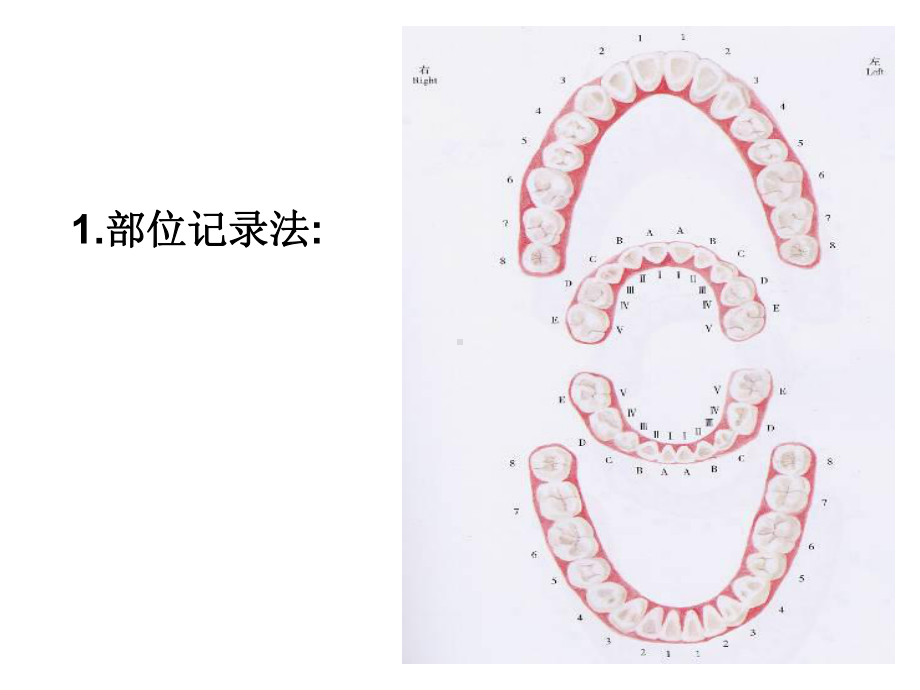 牙的萌出牙体解剖应用名称与解剖标志课件.ppt_第3页