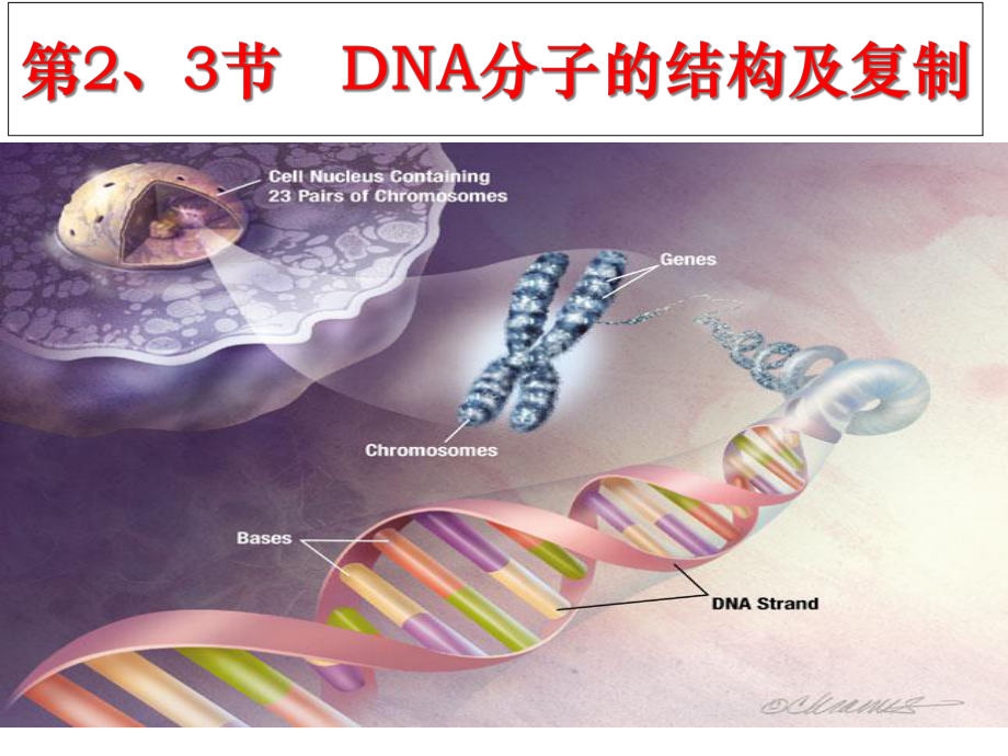 DNA的结构和复制一轮复习课件.ppt_第1页