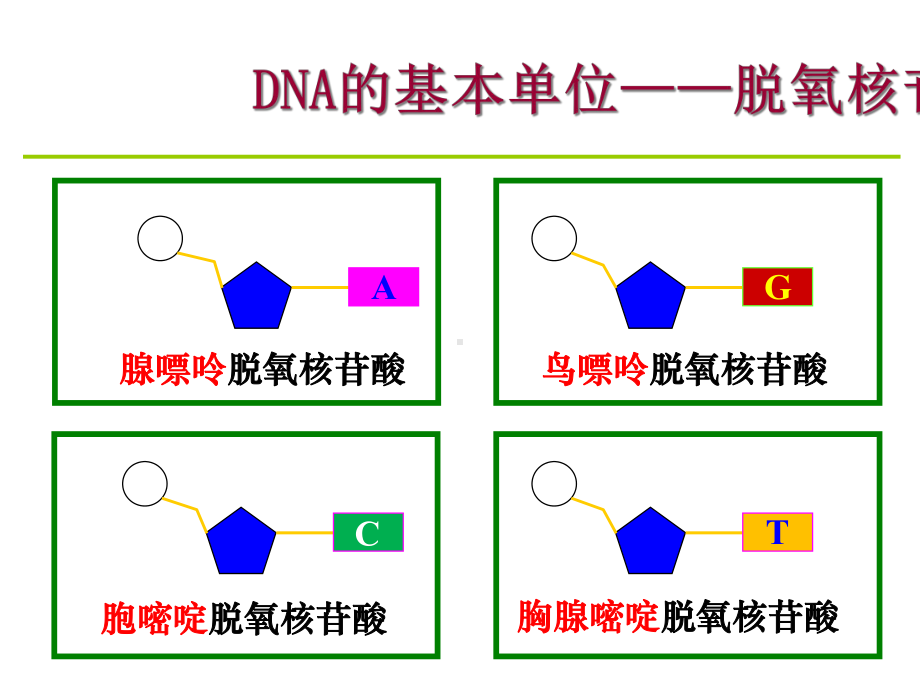 DNA的结构和复制一轮复习课件.ppt_第2页