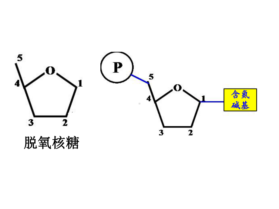 DNA的结构和复制一轮复习课件.ppt_第3页