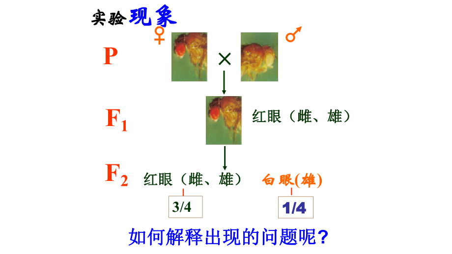 伴性遗传高中生物课件.pptx_第3页