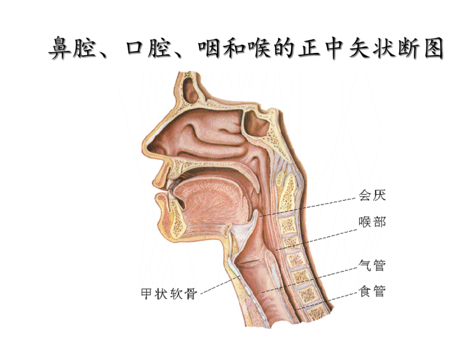 噎食的急救(新)课件.ppt_第3页