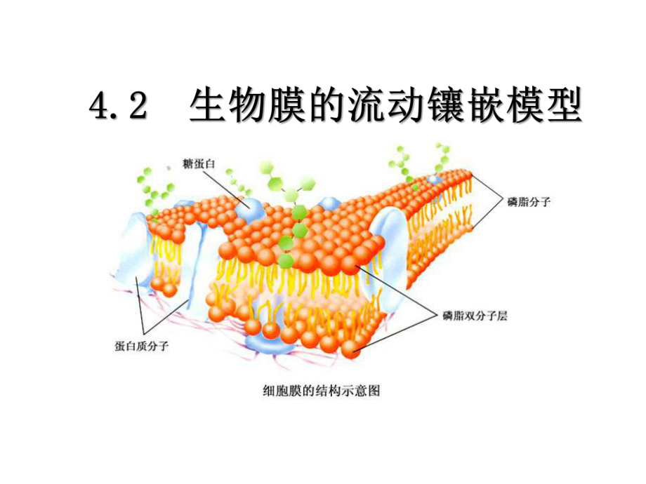 42生物膜的流动镶嵌模型（公开课教学课件高中生物）.pptx_第1页