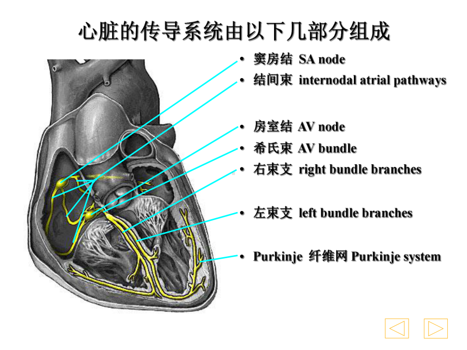 心电图学幻灯讲座精选课件.ppt_第3页