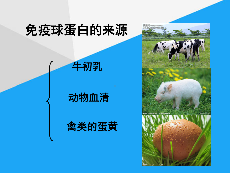 免疫球蛋白与食品课件.ppt_第3页