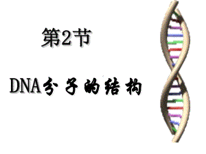 32DNA分子的结构一等奖优秀课件.ppt