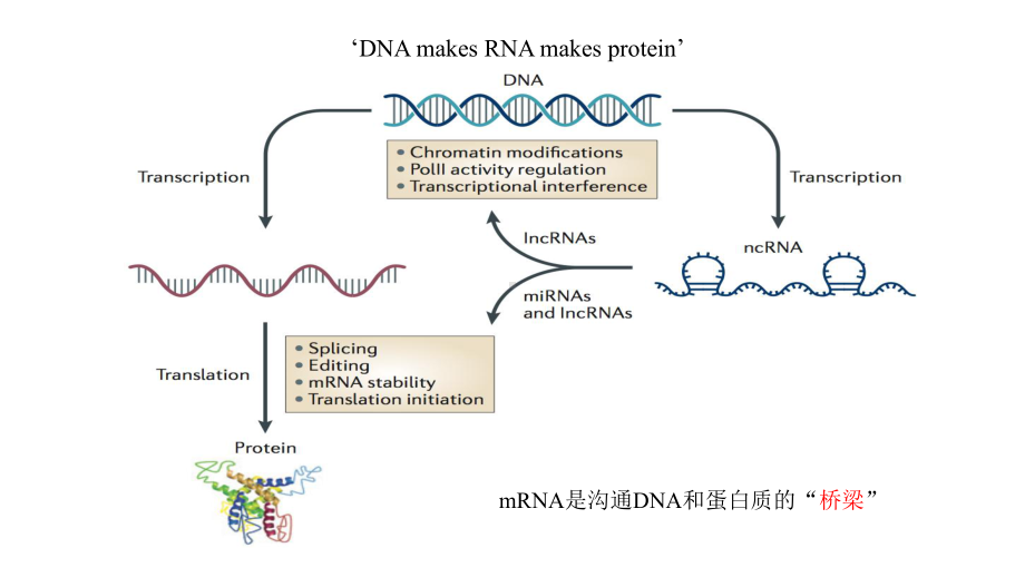 RNAseq研究方法与策略zzz课件.ppt_第2页