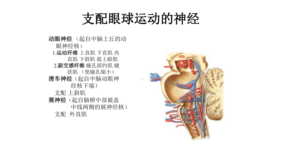 痛性眼肌麻痹课件.pptx_第3页