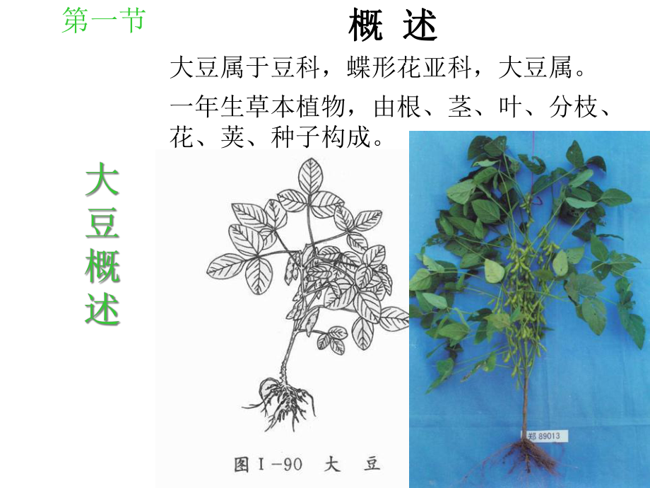 大豆栽培学课件.ppt_第3页