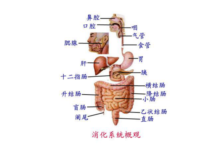 消化系统系统解剖课件.ppt_第2页