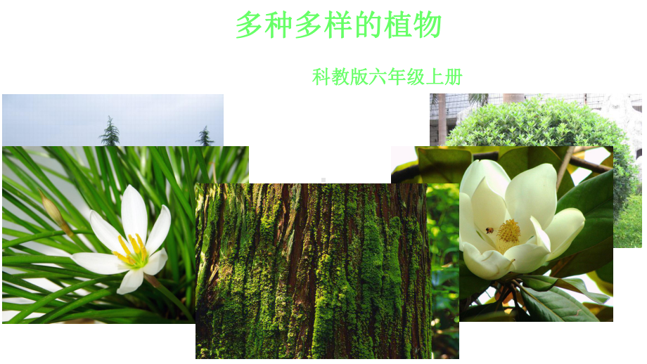 多种多样的植物p课件.ppt_第1页