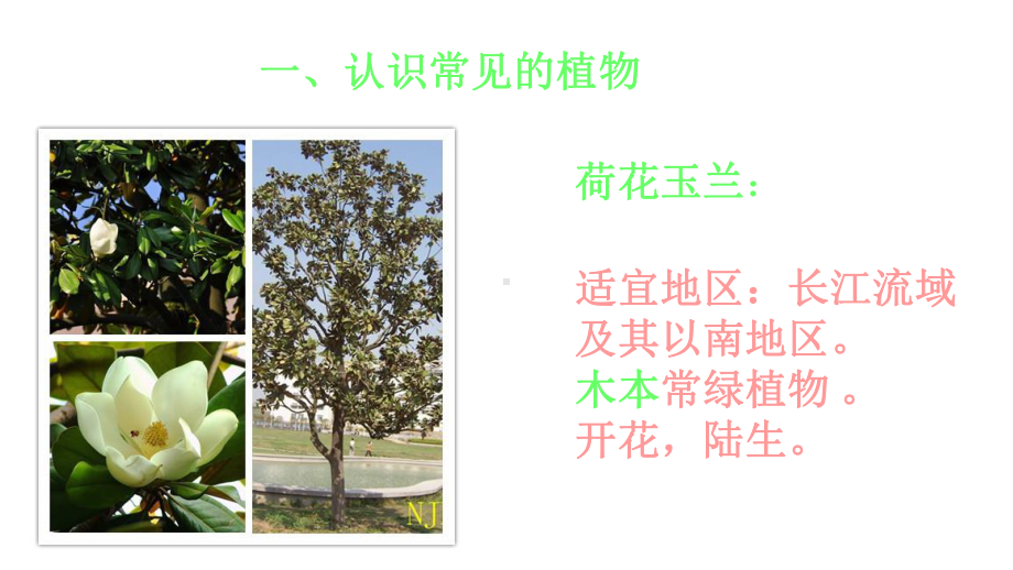 多种多样的植物p课件.ppt_第2页