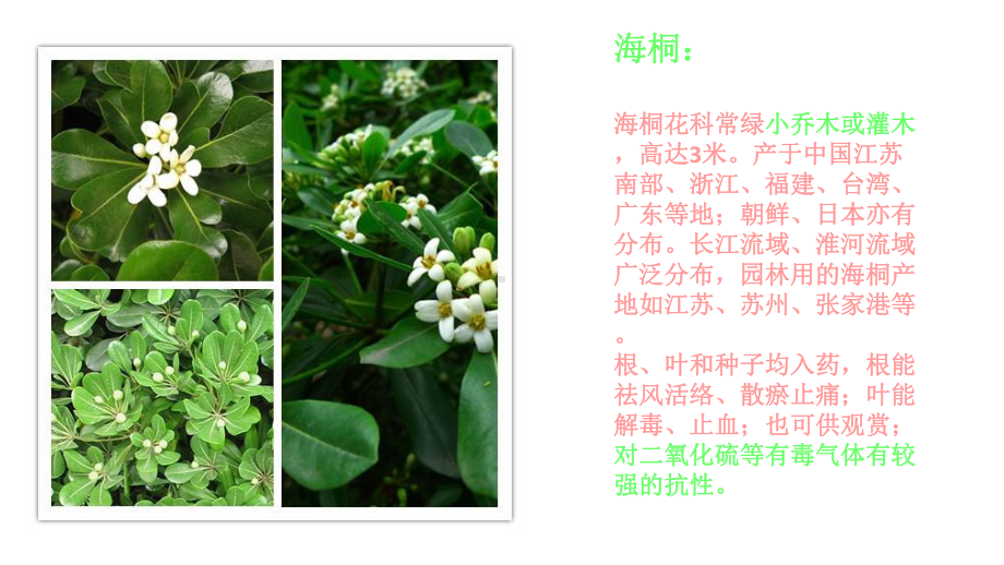 多种多样的植物p课件.ppt_第3页