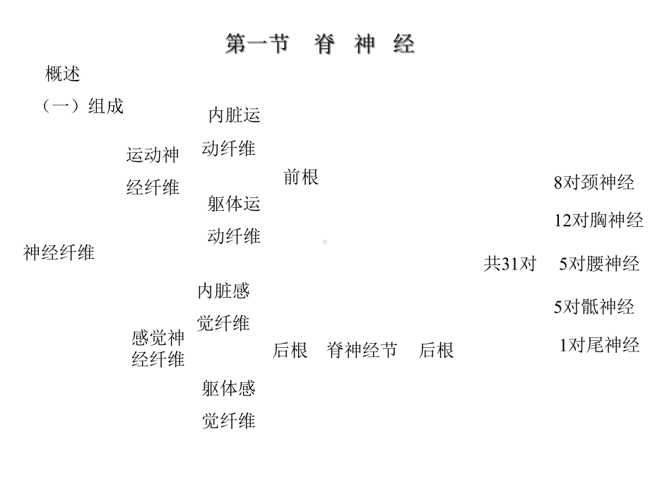 周围神经系统篇精选课件.ppt_第1页