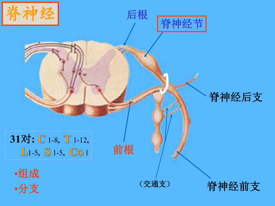 周围神经系统篇精选课件.ppt_第2页