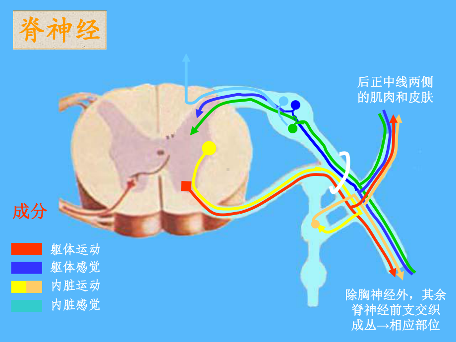 周围神经系统篇精选课件.ppt_第3页