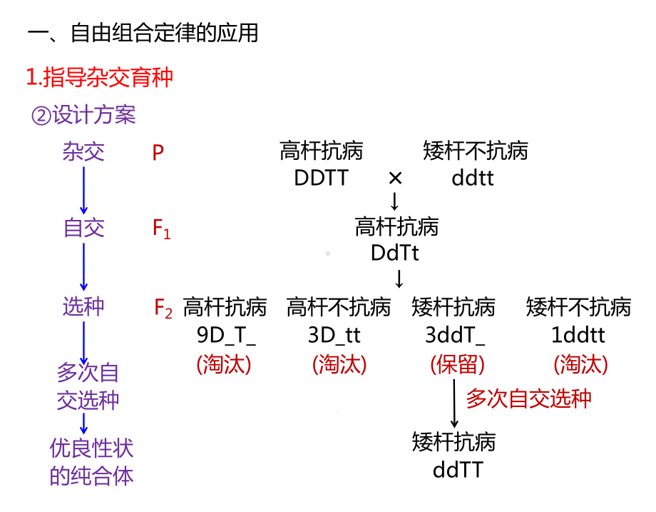 孟德尔豌豆杂交实验二(第3课时)课件.ppt_第3页