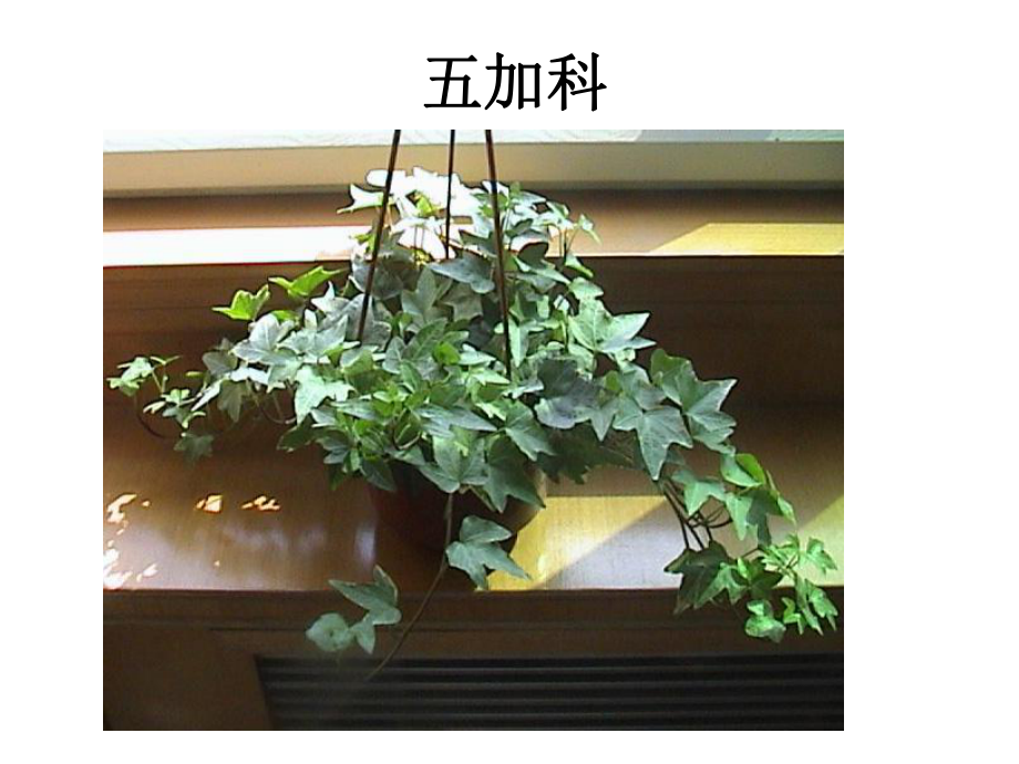 室内观赏植物租摆与养护04观叶植物之课件.ppt_第2页