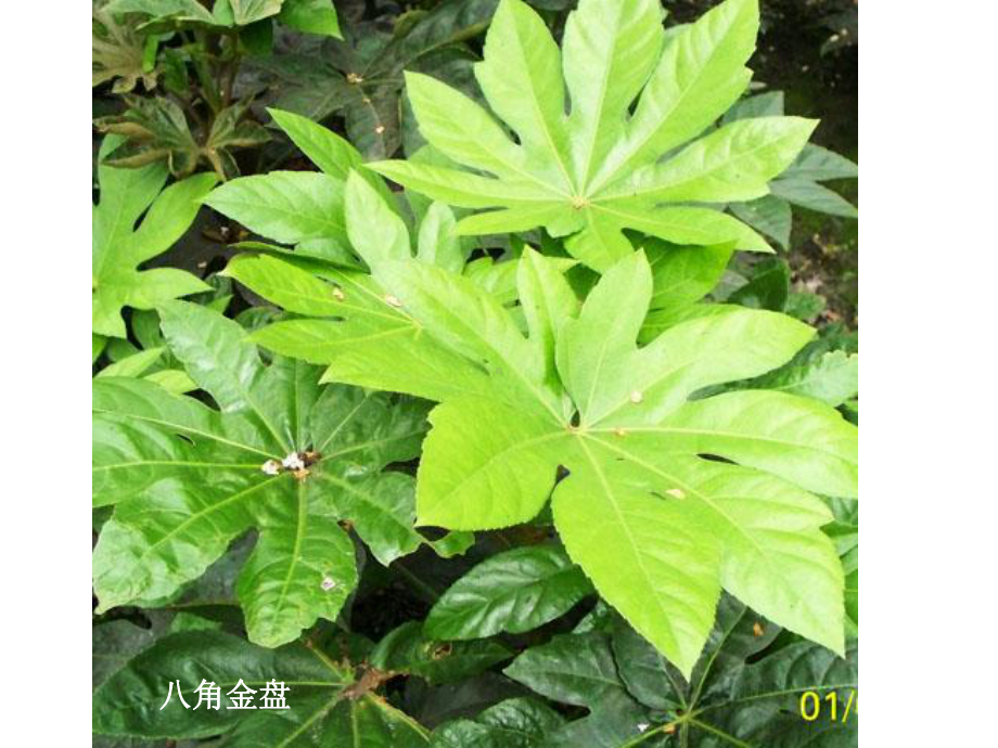 室内观赏植物租摆与养护04观叶植物之课件.ppt_第3页