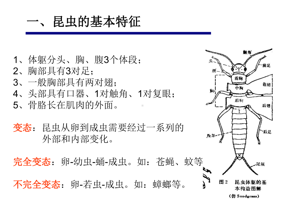 白蚁及其防治技术有害生物培训课件.ppt_第2页