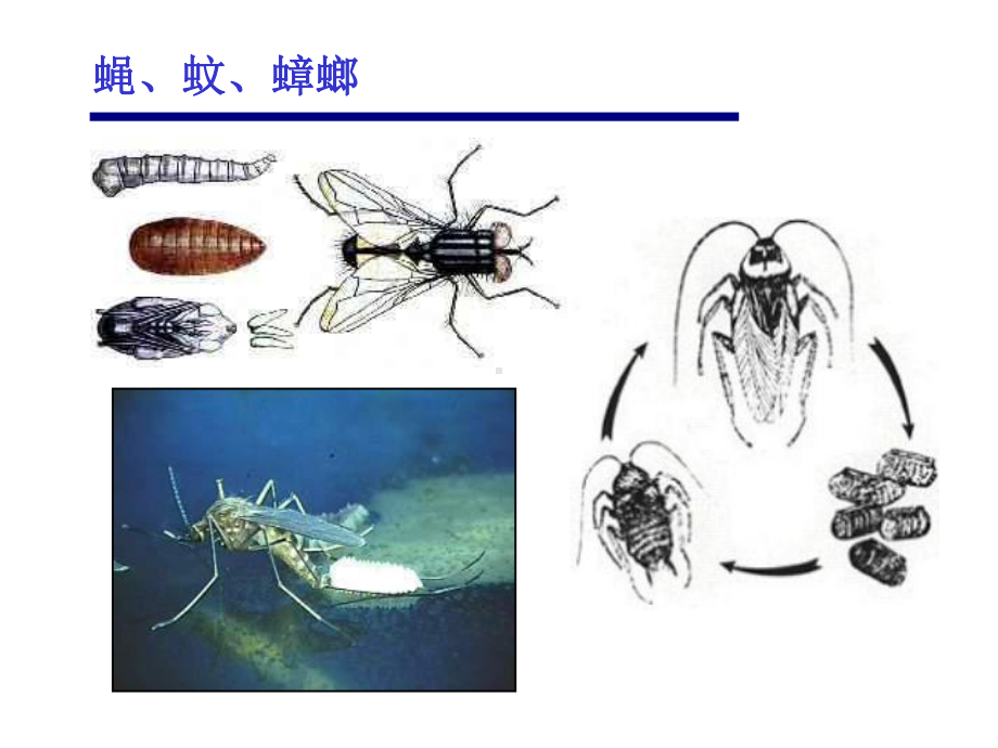 白蚁及其防治技术有害生物培训课件.ppt_第3页