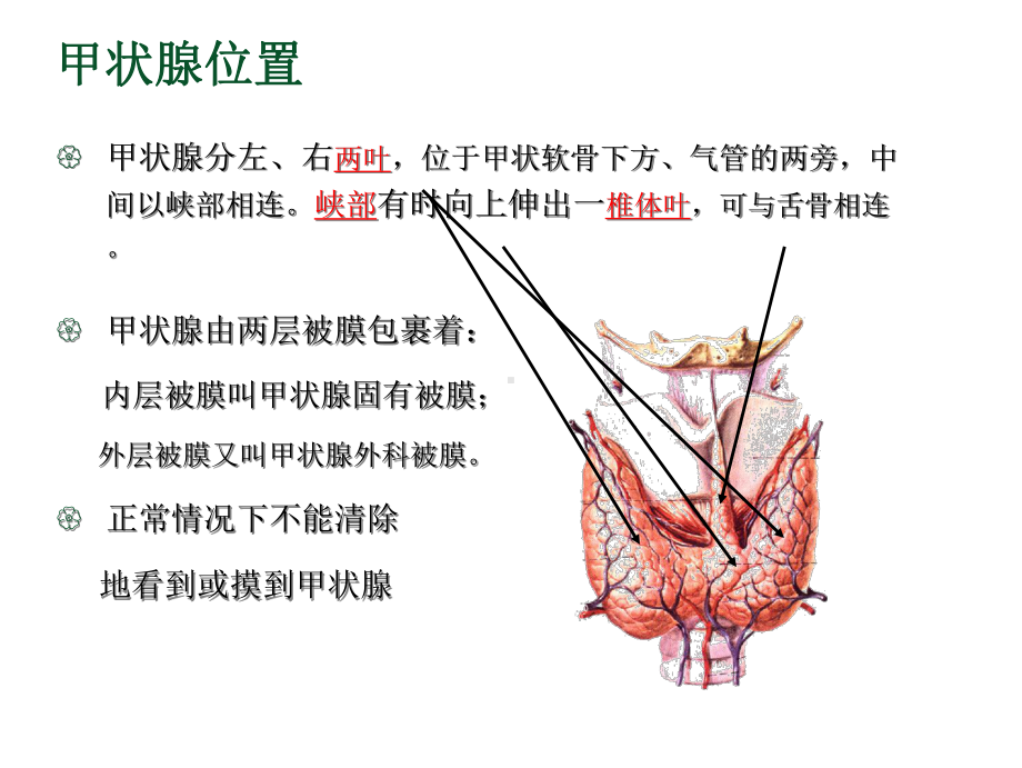 甲状腺癌的围手术期护理(共29张)课件.pptx_第3页