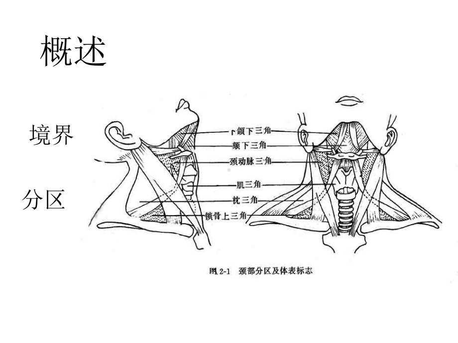 局部解剖颈筋膜及间隙淋巴结概述课件.ppt_第2页