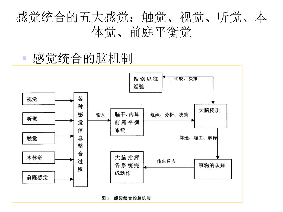 感觉统合理论与实践课件.ppt_第3页