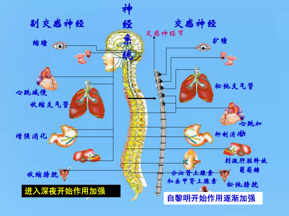 手足口病对儿科医生的全面考量医学课件.ppt_第2页