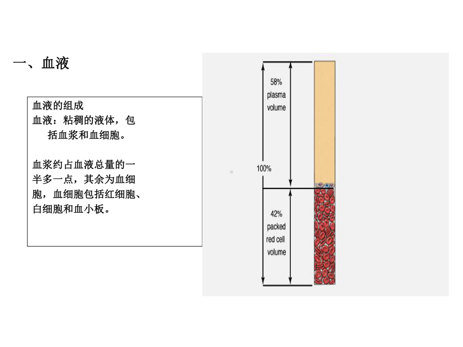 幼儿卫生保育：循环系统课件.ppt_第2页