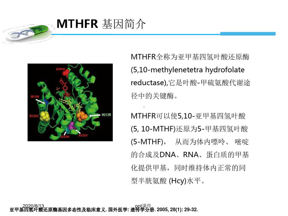 MTHFR基因检测与叶酸代谢课件.ppt_第3页