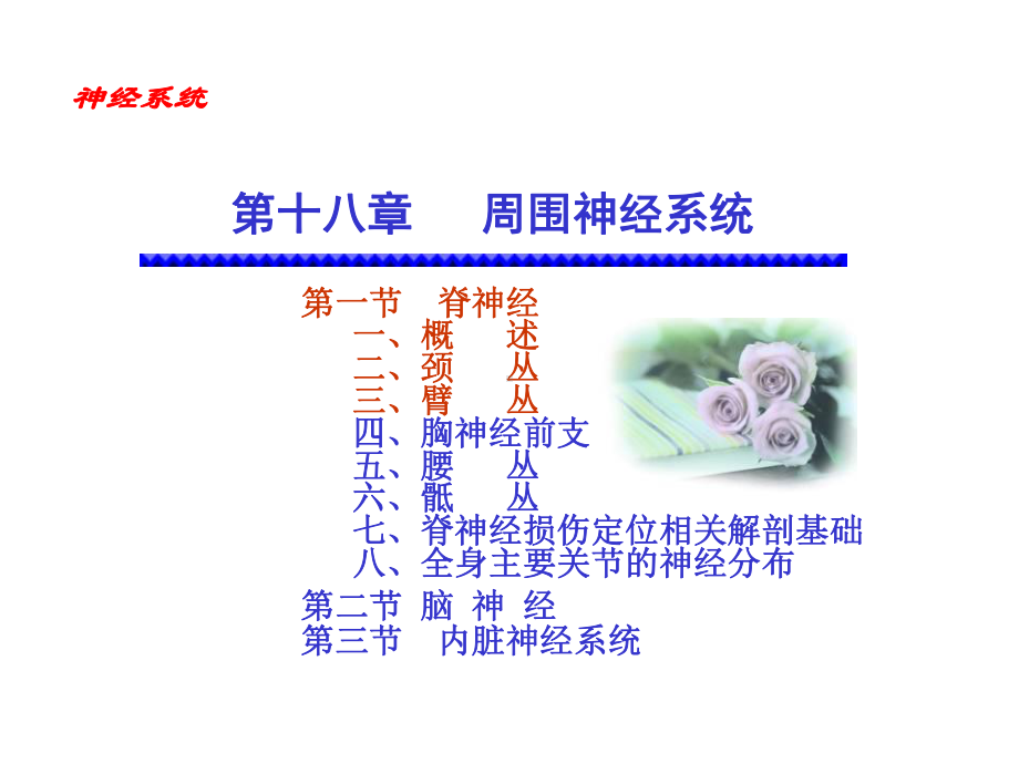 周围神经系统脊神经课件.ppt_第2页