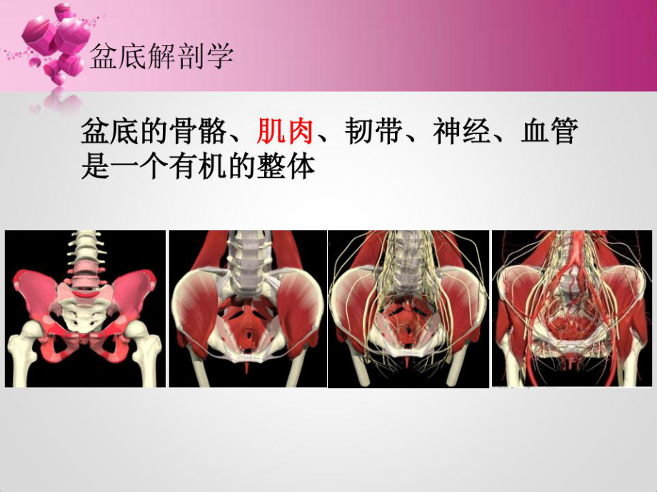 盆底康复治疗课件.ppt_第2页