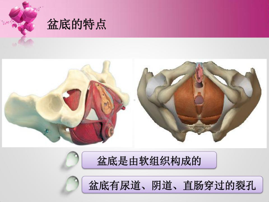 盆底康复治疗课件.ppt_第3页