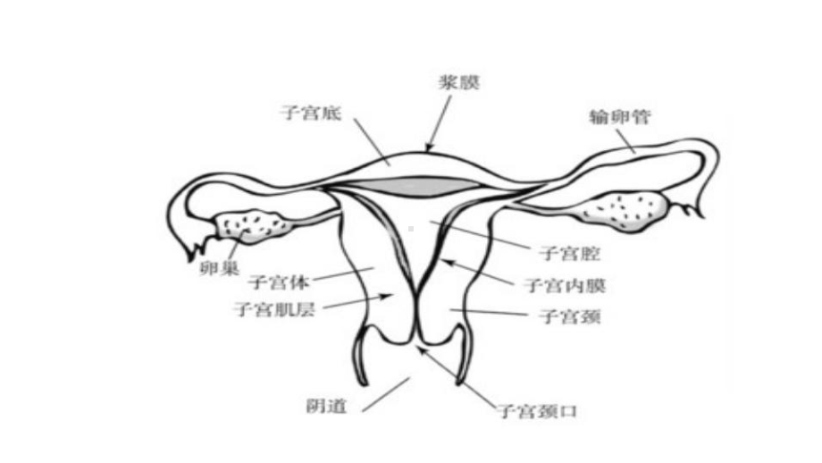 盆腔结核与卵巢癌的影像表现医学课件.pptx_第3页