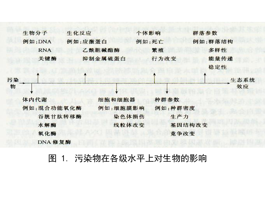 环境生物学第二章课件.ppt_第2页