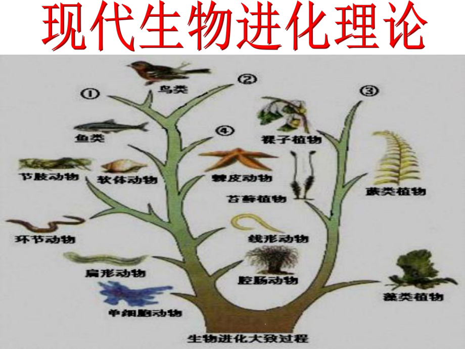 现代生物进化理论(共51张精选)课件.pptx_第2页