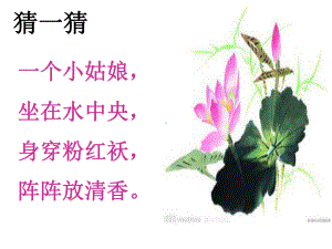 小古文《荷》(一年级晨诵)课件.pptx