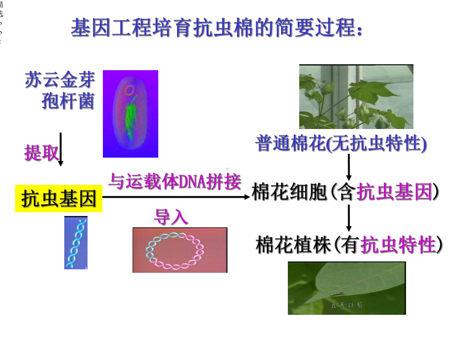 基因工程的基本操作程序公开课课件.ppt_第2页