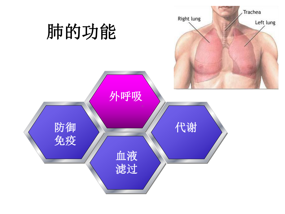 病理生理学：肺功能不全(一)课件.ppt_第2页