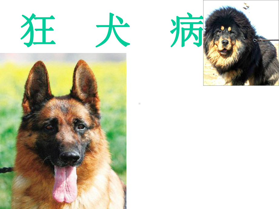 狂犬病及破伤风小讲课实用课件.ppt_第2页