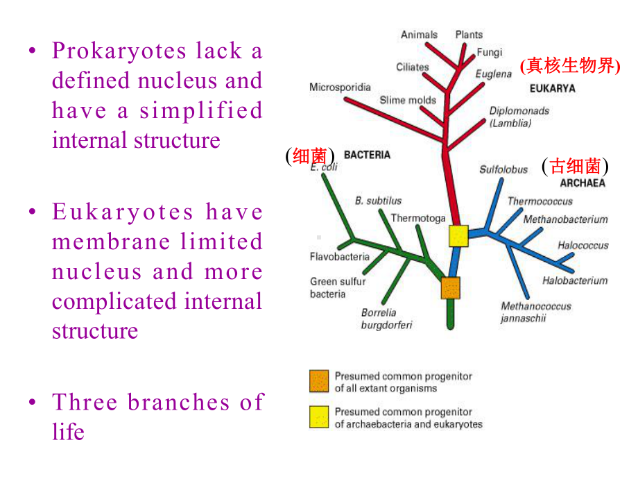 11遗传的细胞与分子基础英文版课件.ppt_第3页