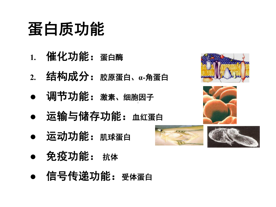 生物化学蛋白质(实用)课件.ppt_第1页